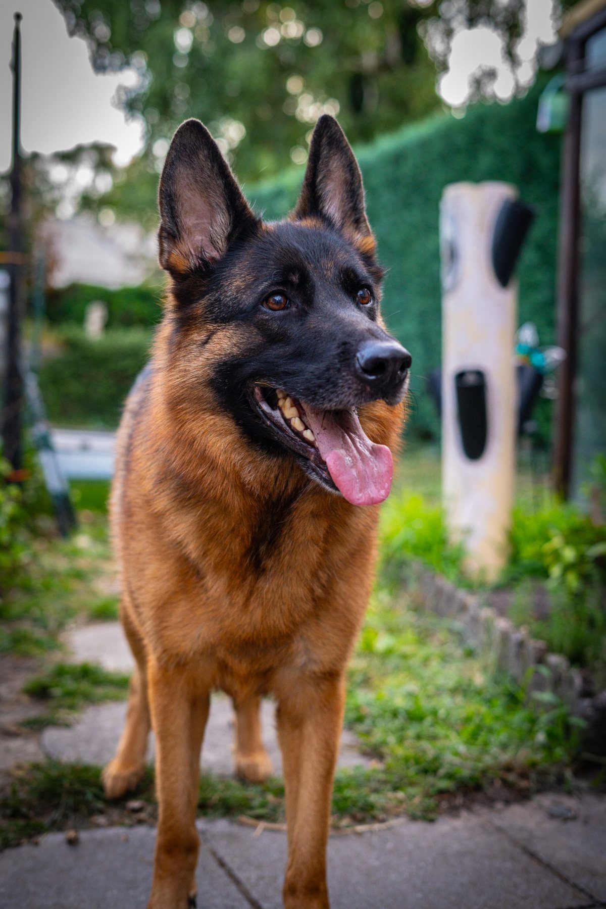 Dier Portret — Mizuki Fotografie
